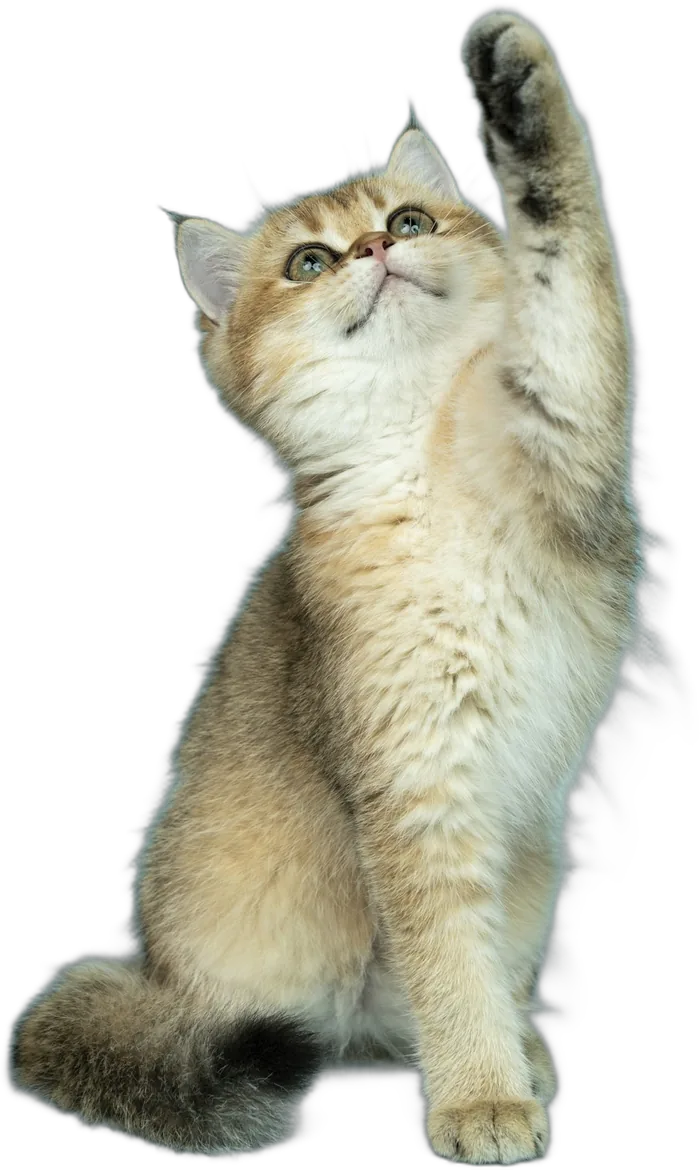 Gatinho brincando
