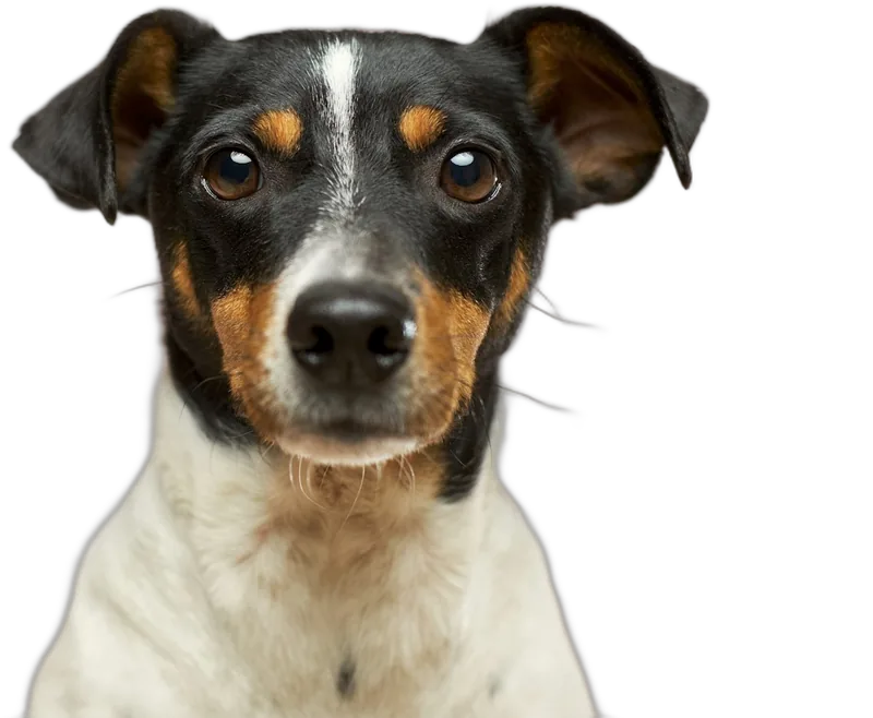 Cão Jack Russell